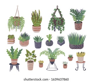 Home plants vector illustration isolated set. Various indoor plants growing in flower pots and planters collection. Sansevieria, ficus, philodendron, ivy and cactus succulent.