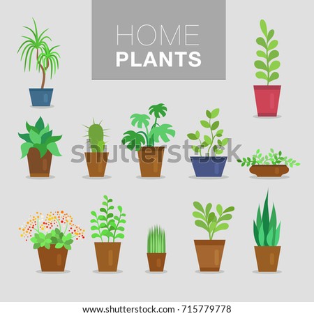 home plants vector set