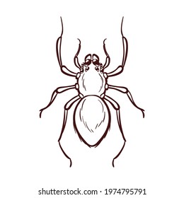 Home spider, macro of insect. Vector illustration in cartoon style, isolated on white. Monochrome brown outline icon.