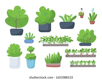 Home and street greenery flat color vector objects set. Houseplants, blooming flowers in pots, vegetables in garden, bushes in flowerbeds 2D isolated cartoon illustrations on white background