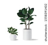 Home succulent plants in cement pots on white background. Vector illustration