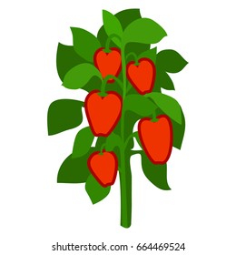 Homegrown ripe red bell peppers with green leaves icon isolated on white background. Healthy organic vegetables growing on farm vector