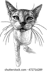 homeless cat