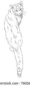 homeless cat looking up, vector