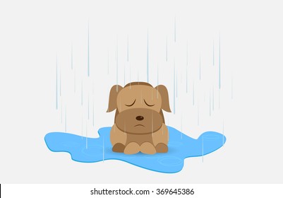 Homeless dog in rainy day 