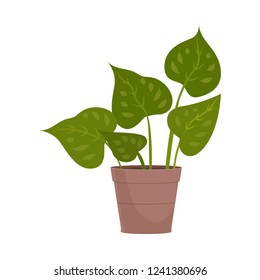 Homemade cute home plant in a beautiful colorful pot.