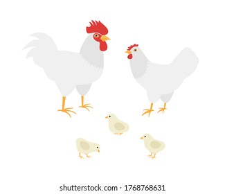 Homemade farm Cock, hen and chickens breed Leghorn. Flat vector illustration on white background 