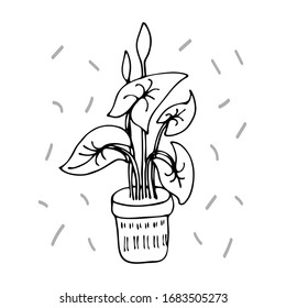 homemade flower in a pot. stylized indoor flowers for the interior. Cartoon minimalistic style. Hand-drawn vector stock illustration. white isolated background. Succulent Batanica Specilium Anthurium
