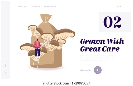 Homemade Fungiculture Landing Page Template. Tiny Male Character Stand on Ladder Prepare to Cut Ripe Mushroom Growing on Huge Sack. King Oyster Mushrooms Growing Up in Bag. Cartoon Vector Illustration