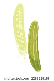 Homemade pickled cucumber. Clip-art of marinated food for packaging, label, menu, signboard or showcase. Fermented veggies, crunch gherkin with salt. Healthy vegetarian food