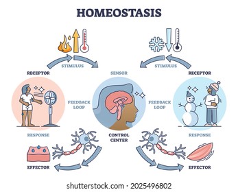 Homeostasis Homeostasis Examples