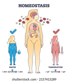 Homeostasis State With Body Temperature And Water Regulation Outline Diagram. Labeled Educational Scheme With Human Apparatus For Chemical And Hormone Apparatus For Health Response Vector Illustration