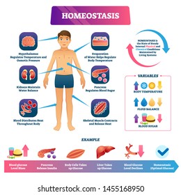 Homeostasis vector illustration. Labeled educational glucose example scheme. Internal physical and chemical state condition to maintain living systems. Body temperature, fluid balance and blood sugar.