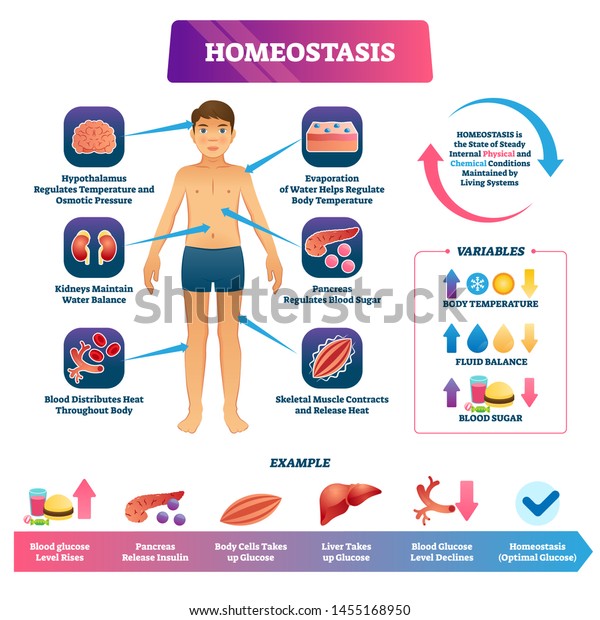 Ilustración vectorial de Homeostasis. Esquema de ejemplo de glucosa educativa etiquetado. Estado físico y químico interno para mantener los sistemas vivos. Temperatura corporal, balance de líquidos y azúcar en sangre.