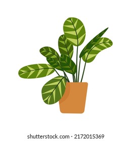 Homeplant Maranta in a flowerpot. Popular houseplant. Flat vector illustration of a homeplant isolated on white background