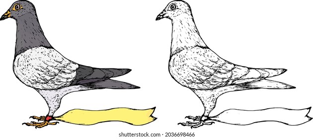 Homing pigeon bird with blank message tagged to its feet. Hand drawn vector illustration.