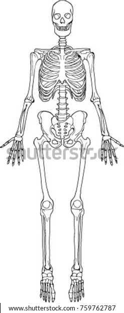 Homo Sapiens Skeleton Stock Vector (Royalty Free) 759762787 | Shutterstock