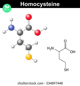 Homocysteine non-proteinogenic alpha-amino acid molecule, 2d and 3d vector illustration of molecular structure, eps 10