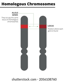 Homologous Chromosomes, With Allele Genes On The Same Locus. Vector Illustration. Didactic Illustration.