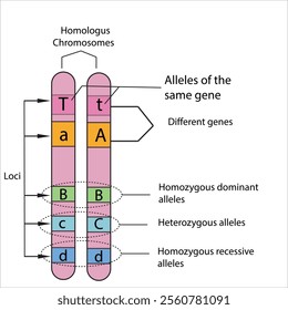 Homologous chromosomes, with allele genes on the same locus. Vector illustration.