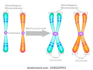 Homologous chromosomes replication diagram. Unduplicated single, haploid, duplicated diploid. Sister chromatids structure. Pair, centromere. Green, orange draw. Biology, genetic illustration vector