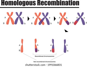 Homologous DNA Recombination In Gamete Formation. Vector Illustration. Didactic Illustration.