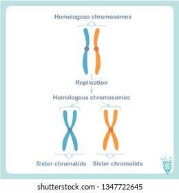 Homologous Sister Chromosome Stock Vector Illustration Stock Vector ...