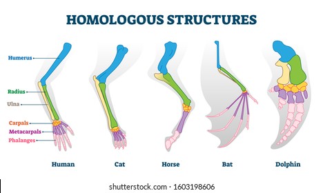 Homologous structures vector illustration. Biological species example scheme. Labeled structural diagram with bone titles. Humerus, ulna and carpals in various creature skeletons from common ancestry.