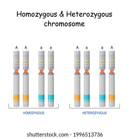 Homozygous Heterozygous Chromosome. Vector Illustration. Poster