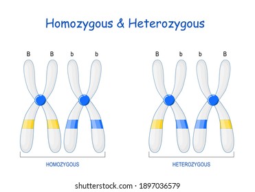 Homozygous and Heterozygous chromosomes. Difference Between chromosomes. Genetic engineering. vector illustration