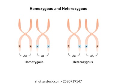 Homozygous and Heterozygous Chromosomes Science Design. Vector Illustration.