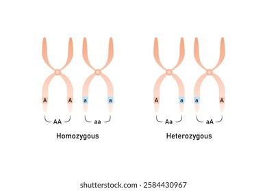 Homozygous and Heterozygous Chromosomes Science Design. Vector Illustration.