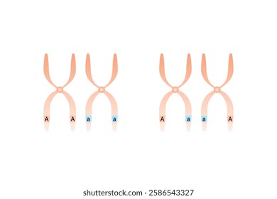 Homozygous and Heterozygous Chromosomes Science Design. Vector Illustration.