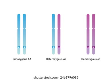 Homozygous and Heterozygous Chromosomes Scientific Design. Vector Illustration.