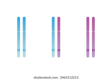 Homozygous and Heterozygous Chromosomes Scientific Design. Vector Illustration.