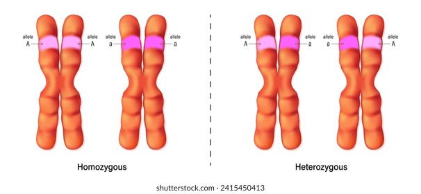 Homozygous and Heterozygous chromosomes. Vector used for scientific and medical education.
