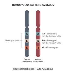 Homozygous and Heterozygous. A comparison of homologous chromosomes.