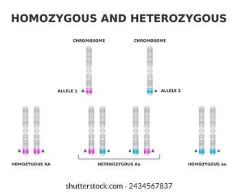 Homozygous and heterozygous. Homozygous has same allele for a particular trait, heterozygous has different. Dominant and recessive gene on chromosome. DNA Genotype combinations. Vector illustration.