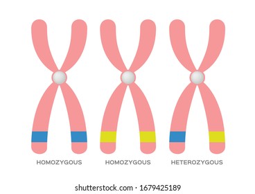 Homozygous And Heterozygous Vector / DNA Site