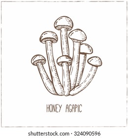 Honey Agapic. Mushrooms collection. Healthy vegetarian food. Vintage black and white illustration in the style of engravings. Hand drawn food vector background.