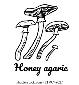 Honey agaric line icon. Vector mushroom illustration isolated on white background for book, market, restaurant menu, package design.