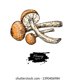 Honey agaric mushroom hand drawn vector illustration. Sketch food drawing isolated on white background. Organic vegetarian product. Great  for menu, label, product packaging, recipe