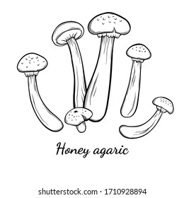 Honey agaric mushroom hand drawn vector illustration. Sketch style drawing isolated on white background with sliced pieces. Organic vegetarian object for menu, label, recipe, product packaging