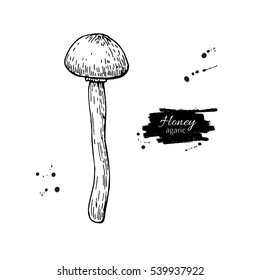 Honey agaric mushroom hand drawn vector illustration. Sketch food drawing isolated on white background. Organic vegetarian product. Great  for menu, label, product packaging, recipe