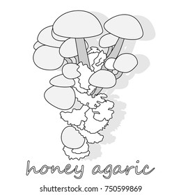 Honey Agaric mushrooms. Group of wild mushrooms Armillaria. Close up of eatable mushrooms.
