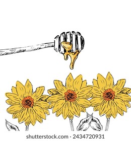 Honey background with flower hand drawn sketch in color. Vector illustration can used for wrapping paper, label, poster, cards. Engraved or ink vector honey illustrations. 