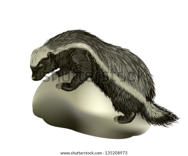 Honey Badger Stock Vector (Royalty Free) 135208973