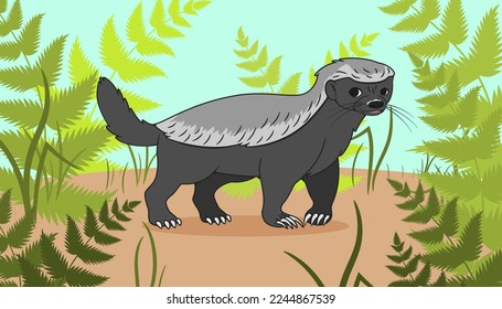 Honey badger, in cartoon style, against the background of grass and ferns, in the forest. Illustration