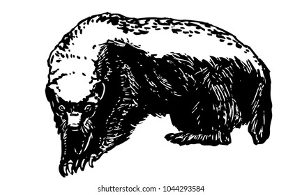 tribal honey badger