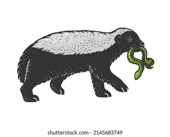 Honey badger ratel with snake in mouth animal color sketch engraving vector illustration. T-shirt apparel print design. Scratch board imitation. Black and white hand drawn image.